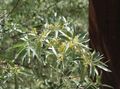 gelb Gartenblumen Oleaster, Kirsche Silver, Goumi, Silver Buffalo, Elaeagnus Foto, Anbau und Beschreibung, Merkmale und wächst