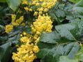 Photo Oregon Grape, Oregon Grape Holly, Holly-leaved Barberry description, characteristics and growing