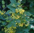 dzeltens Dārza Ziedi Oregon Vīnogu, Oregon Vīnogu Holly, Holly Endīvijas Bārbele, Mahonia Foto, audzēšana un apraksts, raksturlielumi un augošs