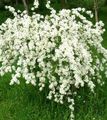 bijela Vrtne Cvjetovi Biser Bush, Exochorda Foto, uzgajanje i opis, karakteristike i uzgoj