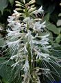 hvit Hage blomster Photinia Bilde, dyrking og beskrivelse, kjennetegn og voksende