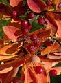 oranž Aias Lilli Photinia Foto, kultiveerimine ja kirjeldus, omadused ja kasvav