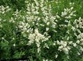 white Garden Flowers Privet, Ligustrum-vulgare Photo, cultivation and description, characteristics and growing