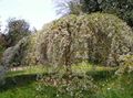 white Tuin Bloemen Prunus, Pruimenboom foto, teelt en beschrijving, karakteristieken en groeiend