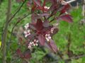 valge Aias Lilli Prunus, Ploomipuu Foto, kultiveerimine ja kirjeldus, omadused ja kasvav