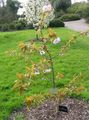 pink Tuin Bloemen Prunus, Pruimenboom foto, teelt en beschrijving, karakteristieken en groeiend