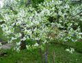 бял Градински цветове Prunus, Слива снимка, отглеждане и описание, характеристики и култивиране
