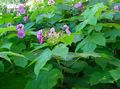 Foto Violett-Blühende Himbeere, Thimbleberry Beschreibung, Merkmale und wächst