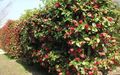 red Garden Flowers Quince, Chaenomeles-japonica Photo, cultivation and description, characteristics and growing
