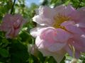 pink Tuin Bloemen Rosa foto, teelt en beschrijving, karakteristieken en groeiend