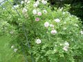 rosa Trädgårdsblommor Rosa Fil, uppodling och beskrivning, egenskaper och odling