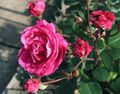 Foto Rose Beschreibung, Merkmale und wächst