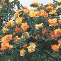 Foto Rambler Rose, Kletterrose Beschreibung, Merkmale und wächst
