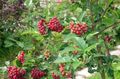 rød Have Blomster Røn, Sorbus aucuparia Foto, dyrkning og beskrivelse, egenskaber og voksende