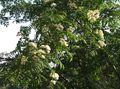beyaz Bahçe Çiçekleri Üvez, Dağ Kül, Sorbus aucuparia fotoğraf, yetiştirme ve tanım, özellikleri ve büyüyen