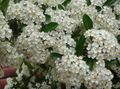 λευκό Λουλούδια κήπου Scarlet Firethorn, Pyracantha coccinea φωτογραφία, καλλιέργεια και περιγραφή, χαρακτηριστικά και φυτοκομεία
