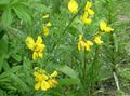 žlutý Zahradní květiny Scotch Koště, Broomtops, Společné Koště, Evropský Koště, Irish Koště, Sarothamnus fotografie, kultivace a popis, charakteristiky a pěstování