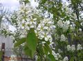 თეთრი ბაღის ყვავილები Shadbush, თოვლიანი Mespilus, Amelanchier სურათი, გაშენების და აღწერა, მახასიათებლები და იზრდება