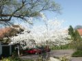 hvit Hage blomster Shadbush, Snøhvit Mespilus, Amelanchier Bilde, dyrking og beskrivelse, kjennetegn og voksende