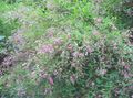 rosa Trädgårdsblommor Buske Buske Klöver, Lespedeza Fil, uppodling och beskrivning, egenskaper och odling