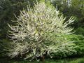 Foto Silver, Schneeglöckchen Baum,  Beschreibung, Merkmale und wächst