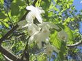 white Garden Flowers Silverbell, Snowdrop tree, , Halesia Photo, cultivation and description, characteristics and growing