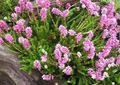 pink Garden Flowers Spike Heath, Bruckenthalia spiculifolia, Erica spiculifolia Photo, cultivation and description, characteristics and growing