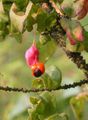 pink Garden Flowers Spindle tree, Euonymus Photo, cultivation and description, characteristics and growing