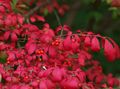 Photo Spindle tree description, characteristics and growing