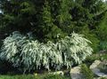 ホワイト 庭の花 Spirea、ブライダルのベール、サンザシ, Spiraea フォト, 栽培 と 説明, 特性 と 成長