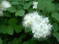 blanco Flores de jardín Spirea, Velo De Novia, Maybush, Spiraea Foto, cultivo y descripción, características y cultivación