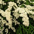 λευκό Λουλούδια κήπου Spirea, Πέπλο Νυφικό Της, Maybush, Spiraea φωτογραφία, καλλιέργεια και περιγραφή, χαρακτηριστικά και φυτοκομεία