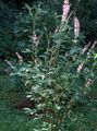 Photo Sweet pepper bush, Summersweet description, characteristics and growing