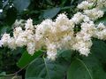 balts Dārza Ziedi Syringa Amurensis Foto, audzēšana un apraksts, raksturlielumi un augošs