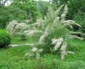Photo Tamarisk, Athel tree, Salt Cedar description, characteristics and growing