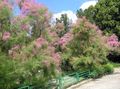 rosa Hage blomster Tamarisken, Athel Treet, Salt Sedertre, Tamarix Bilde, dyrking og beskrivelse, kjennetegn og voksende