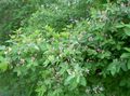 rosa Gartenblumen Tatarian Geißblatt, Lonicera tatarica Foto, Anbau und Beschreibung, Merkmale und wächst