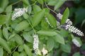 weiß Gartenblumen Waxflower, Jamesia americana Foto, Anbau und Beschreibung, Merkmale und wächst