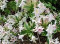 white Garden Flowers Weigela Photo, cultivation and description, characteristics and growing