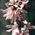 Photo White Forsythia, Korean Abelia description, characteristics and growing