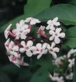 Foto Weiß Forsythie, Koreanische Abelia Beschreibung, Merkmale und wächst