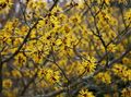 yellow Garden Flowers Witchhazel, Hamamelis vernalis Photo, cultivation and description, characteristics and growing