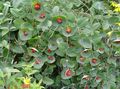 red Tuin Bloemen Geel Wijnstok Kamperfoelie, Lonicera prolifera foto, teelt en beschrijving, karakteristieken en groeiend