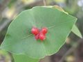 rød Hage blomster Gul Vine Kaprifol, Lonicera prolifera Bilde, dyrking og beskrivelse, kjennetegn og voksende