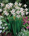 Foto Abessinier Gladiolen, Pfau Orchideen, Duftenden Gladiolen, Schwertlilie Beschreibung, Merkmale und wächst