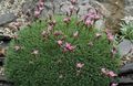 Photo Acantholimon, Prickly Thrift description, characteristics and growing