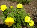 yellow Garden Flowers Adonis sibirica Photo, cultivation and description, characteristics and growing