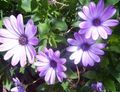 Foto African Daisy, Kapgänseblümchen Beschreibung, Merkmale und wächst