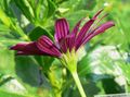 Foto African Daisy, Kapgänseblümchen Beschreibung, Merkmale und wächst