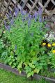 Photo Agastache, Hybrid Anise Hyssop, Mexican Mint description, characteristics and growing